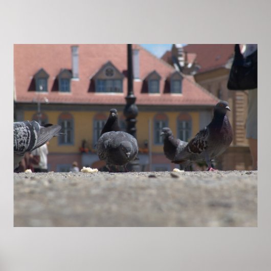 Tauben in der Stadt Poster (Vorne)