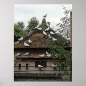 Tauben in ihrem Haus heimen. Poster (Vorne)