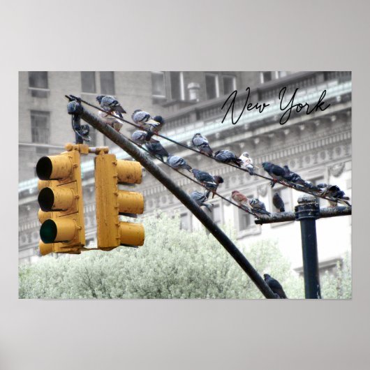 Tauben in New York Poster (Vorne)