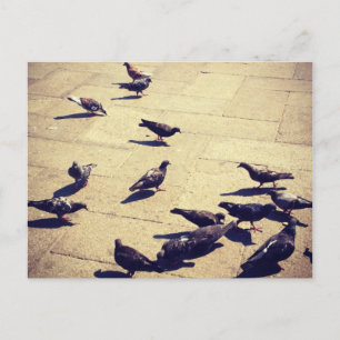 Tauben in Venedig Postkarte