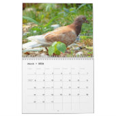 Tauben-Kalender 2016 Kalender (Mär 2026)