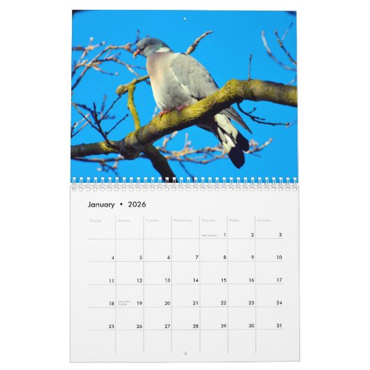 Tauben-Kalender 2016 Kalender (Jan 2026)