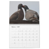 Tauben-Kalender 2016 Kalender (Feb 2027)
