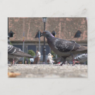 Tauben - laufen in der Stadt Postkarte