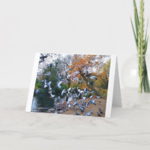 Tauben, Lloyd Park, Walthamstow, London