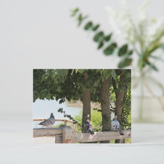 Tauben mit Blick Postkarte (Stehend Vorderseite)