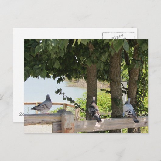 Tauben mit Blick Postkarte (Vorne/Hinten)