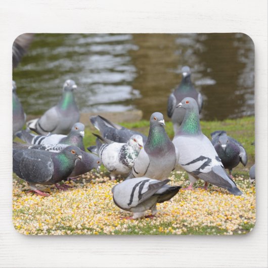 Tauben Mousepad (Vorne)