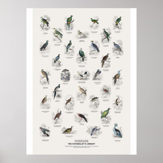 Tauben - Naturalist's Library Poster (Vorne)