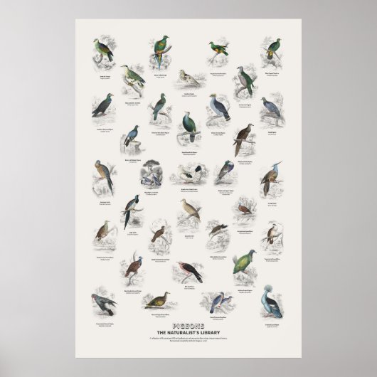 Tauben - Naturalist's Library Poster (Vorne)