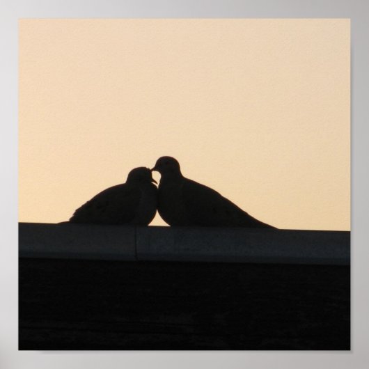 Tauben Poster (Vorne)