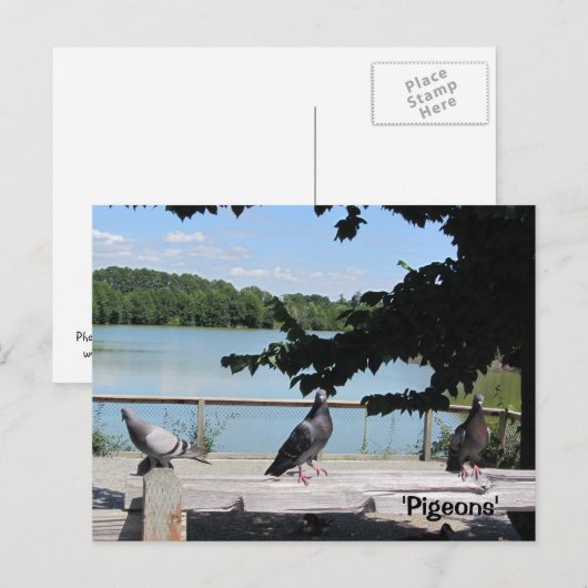 Tauben Postkarte (Vorne/Hinten)