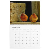 Tauben und Tauben Kalender (Jan 2026)