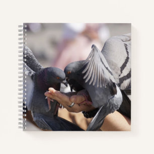 Tauben Vögel Dove Dunkle Farben Flügel Fotografie Notizblock