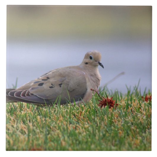 Tauben-Vogel Fliese (Vorderseite)