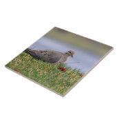 Tauben-Vogel Fliese (Seite)