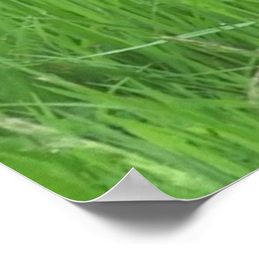 Taubenbild für Plakat (Ecke)