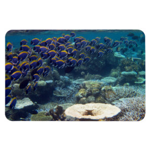 Taubenblaue Chirurg-Fische Magnet