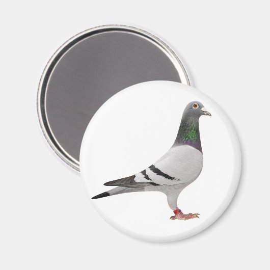 Taubendesign Magnet (Vorderseite/Rückseite)