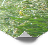 Taubendruck Poster (Ecke)