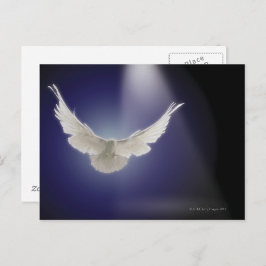 Taubenfliegen durch Lichtstrahl Postkarte (Vorne/Hinten)