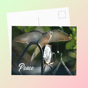 Taubenflügel verbreiten Frieden Fotografisch Postkarte