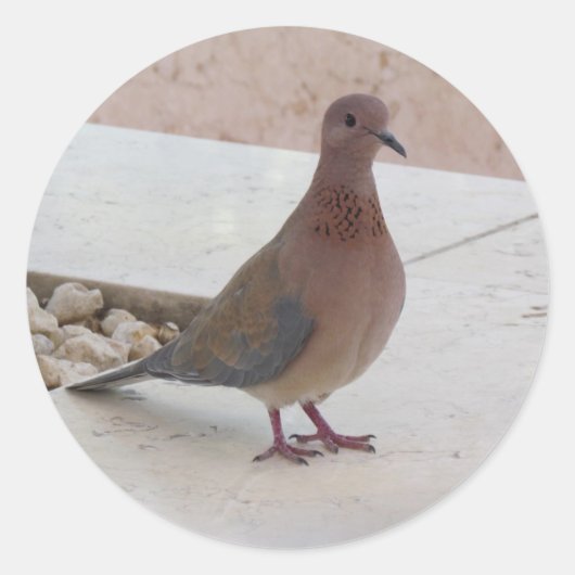 Taubenkleber Runder Aufkleber (Vorderseite)