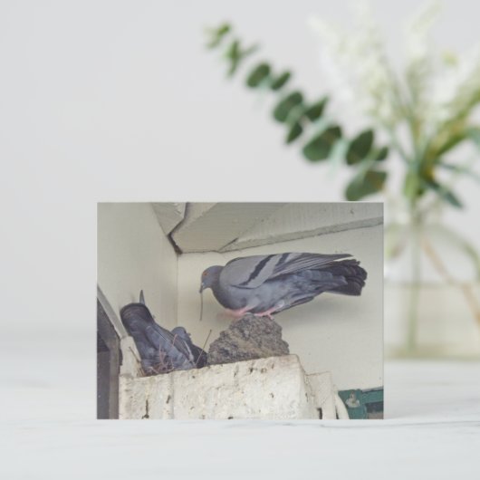 Taubennesting - Postkarte (Stehend Vorderseite)