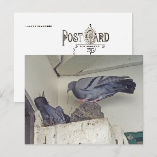 Taubennesting - Postkarte (Vorne/Hinten)