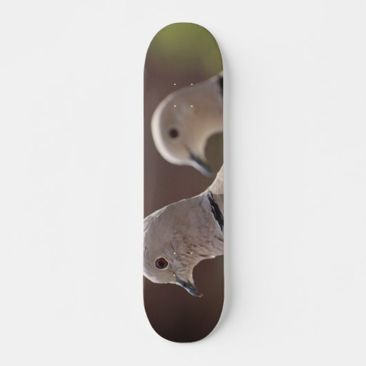 Taubenpaar Skateboard (Vorne)