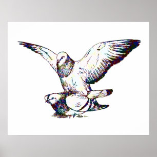 Taubenpaarung Poster
