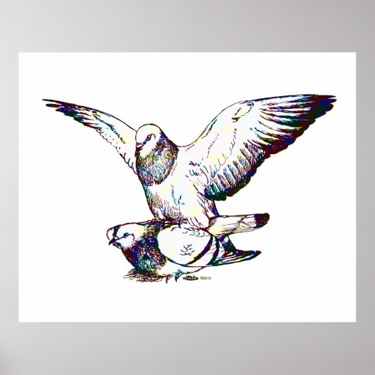 Taubenpaarung Poster (Vorne)