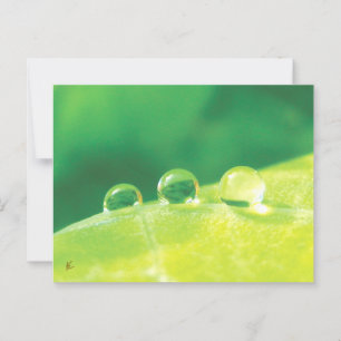 Taubentropfen auf grüner Leaf-Geschichte in der Na Postkarte