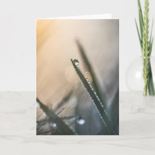 Taubentropfen Gras-Natur-Foto Karte