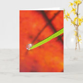 Taubentropfen oder grünes Gras Friedliche Meditati Karte (Gelbe Blume)