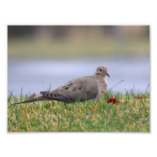 Taubenvogel Fotodruck