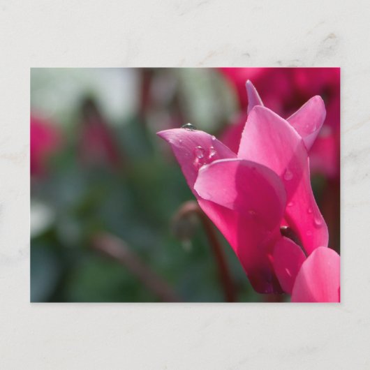 Taubstropfen auf der Postkarte der Blume (Vorderseite)