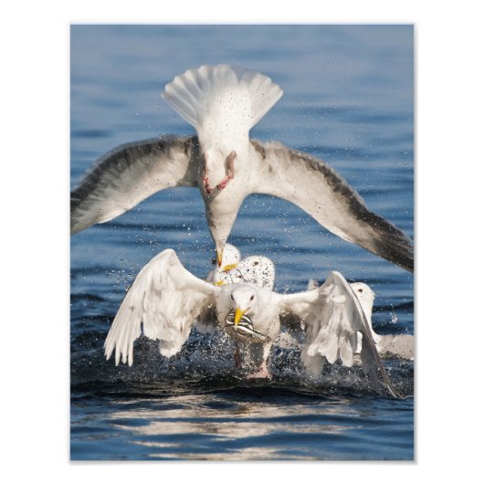 Tauchanfänge Fotodruck (Vorne)