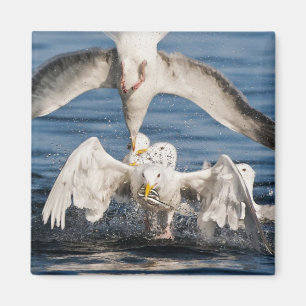 Tauchanfänge Magnet