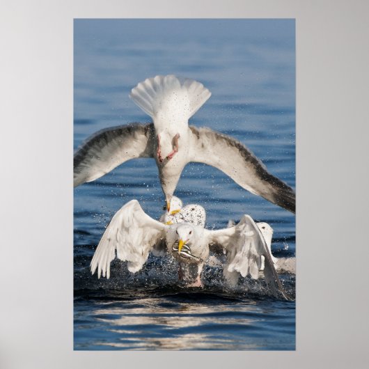 Tauchanfänge Poster (Vorne)