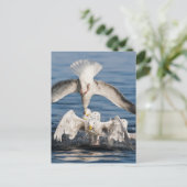 Tauchanfänge Postkarte (Stehend Vorderseite)