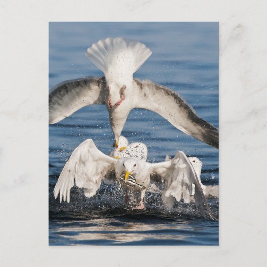 Tauchanfänge Postkarte (Vorderseite)