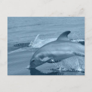 Tauchdolphin Postkarte