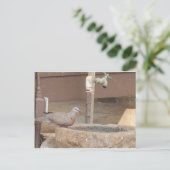 Tauchen an einem Springbrunnen Postkarte (Stehend Vorderseite)
