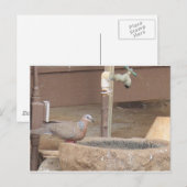 Tauchen an einem Springbrunnen Postkarte (Vorne/Hinten)