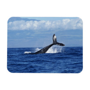 Tauchen im Ozean, Fluch, Schwanz aus Wasser Magnet