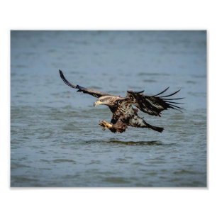 Tauchen mit Bald für einen Fisch Fotodruck