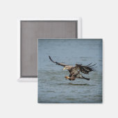 Tauchen mit Bald für einen Fisch Magnet (Vorderseite/Rückseite)