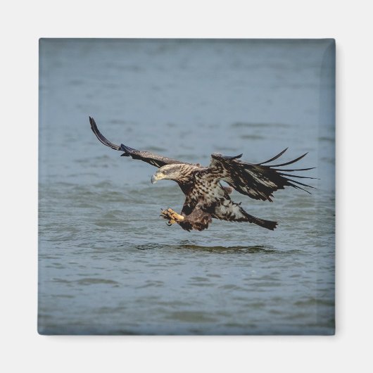Tauchen mit Bald für einen Fisch Magnet (Vorne)