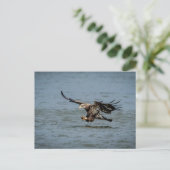 Tauchen mit Bald für einen Fisch Postkarte (Stehend Vorderseite)